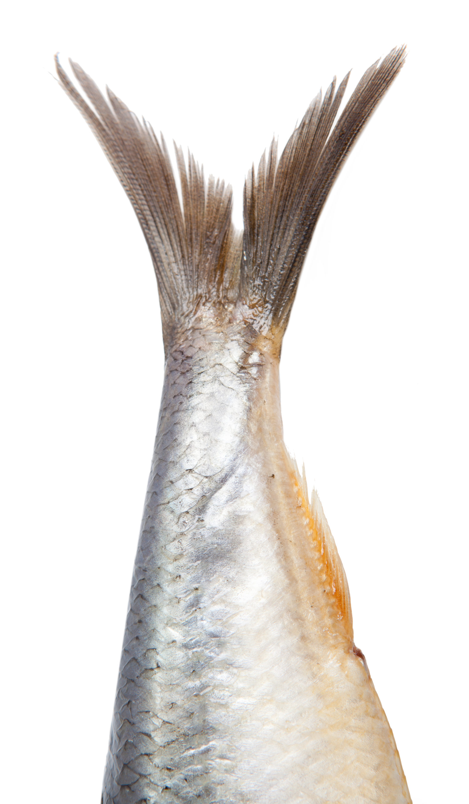 Fisken - Sildakongen